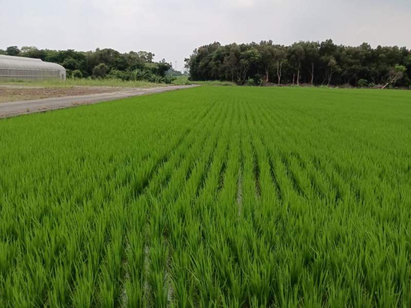 嘉義縣太保市埔心三角窗農地