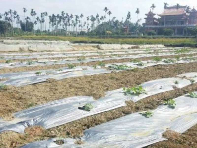 嘉義縣中埔石頭厝三角窗農地1351坪 距交流道6分鐘車程