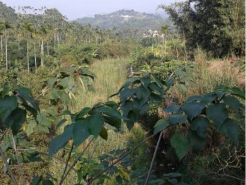 嘉義縣竹崎頂埔近內埔老街土地1160坪 大路邊15米路